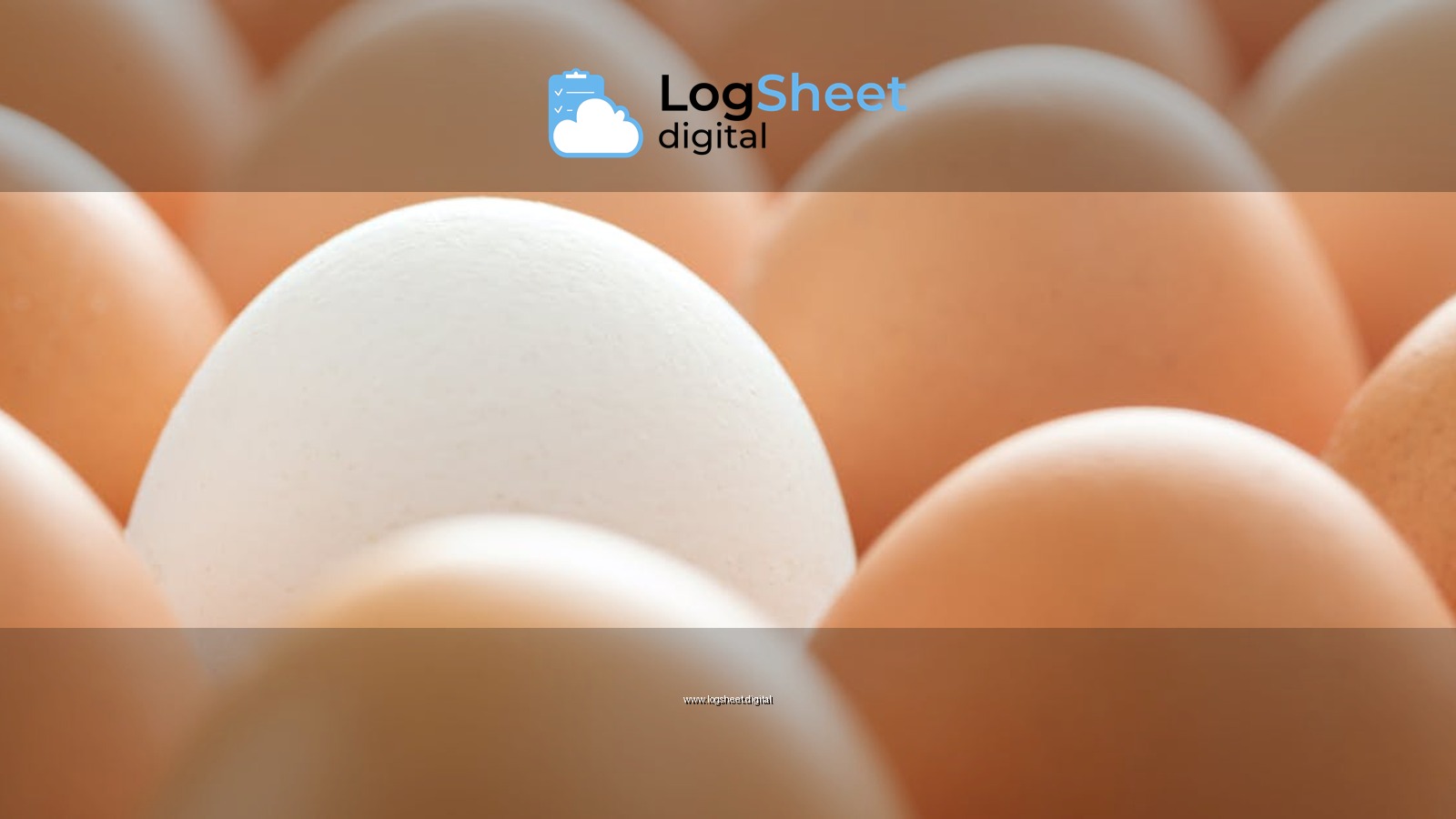 Closeup of backdrop of white and brown chicken eggs representing singularity concept on blurred background