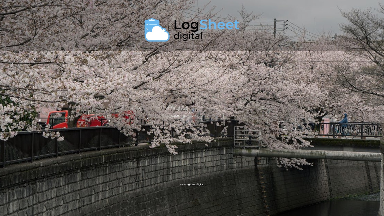 Scenic view of cherry blossoms in full bloom along a river in Tokyo, Japan.