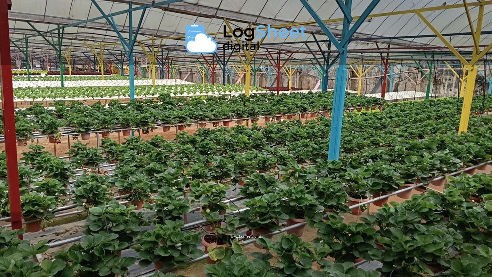 Vibrant rows of strawberry plants thriving in a structured greenhouse setting.